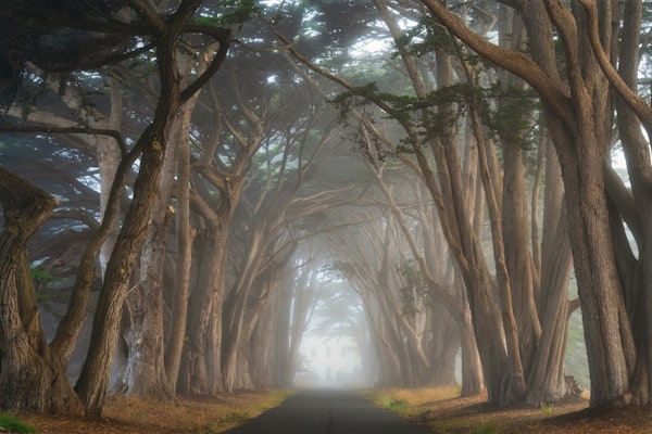 Cypress tree tunnel - California
