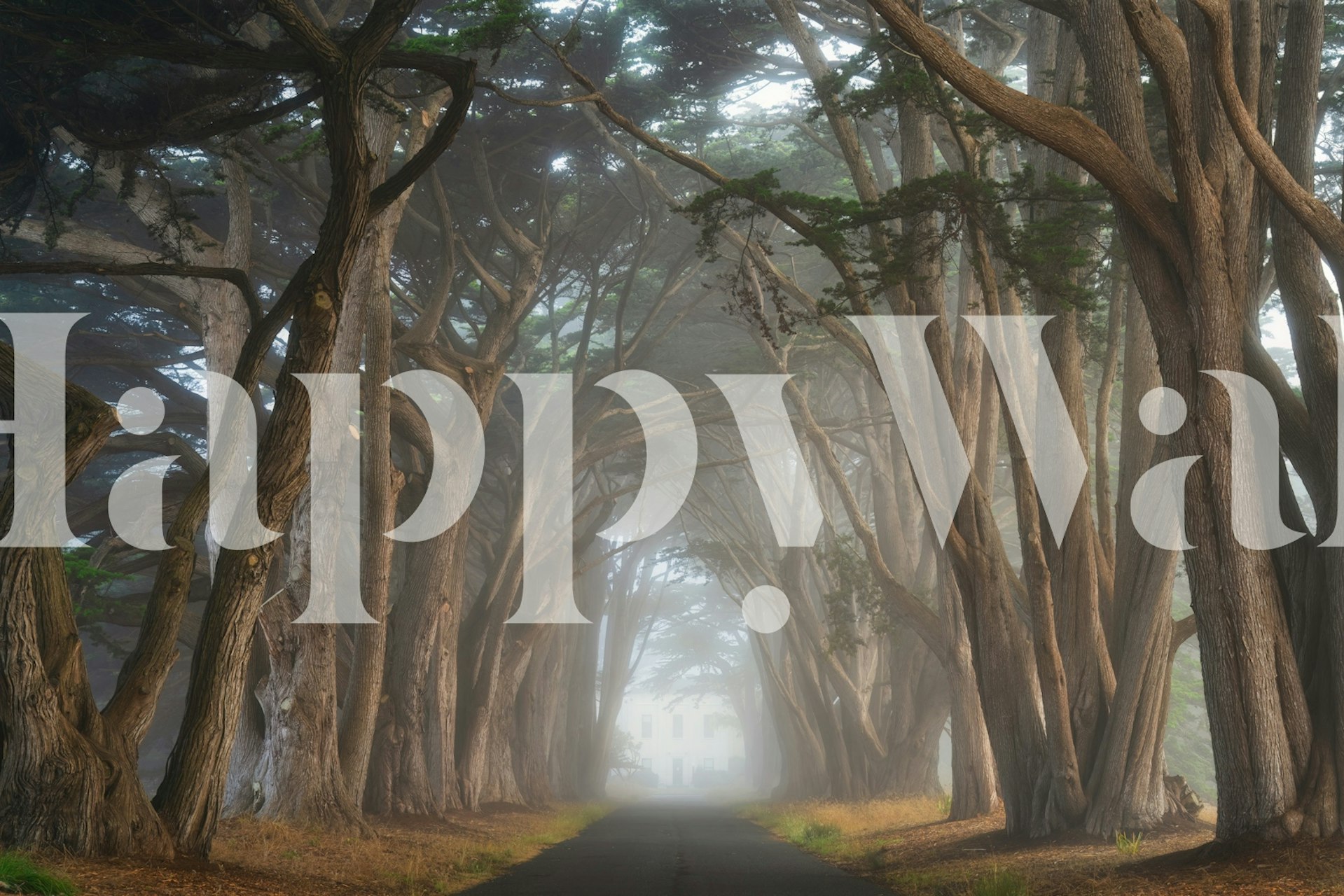 Magloviti tunel čempresa u kalifornijskom zidnom zidu