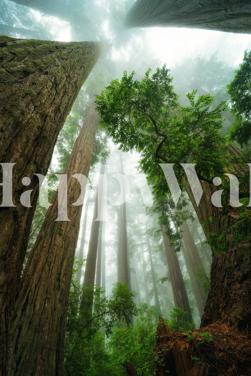 California redwoods in misty forest with tall trees wallpaper