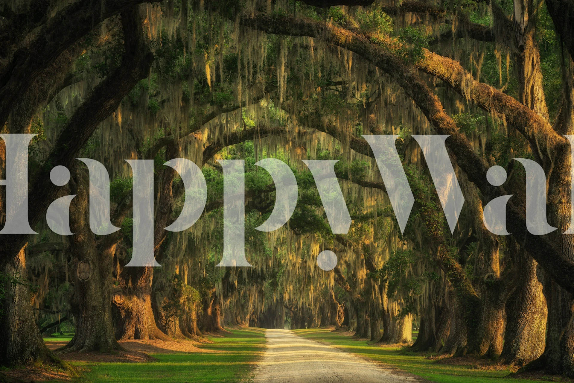 Lowcountry tree tunnel wallpaper in a room