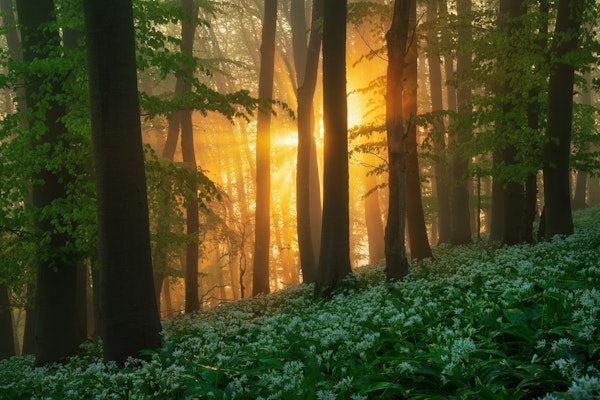 Wild garlic forest at sunrise