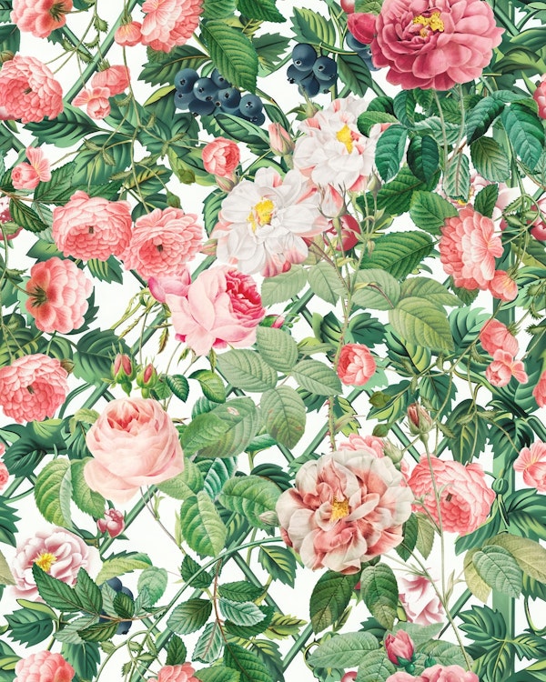 Sweet Perfume Rose Garden