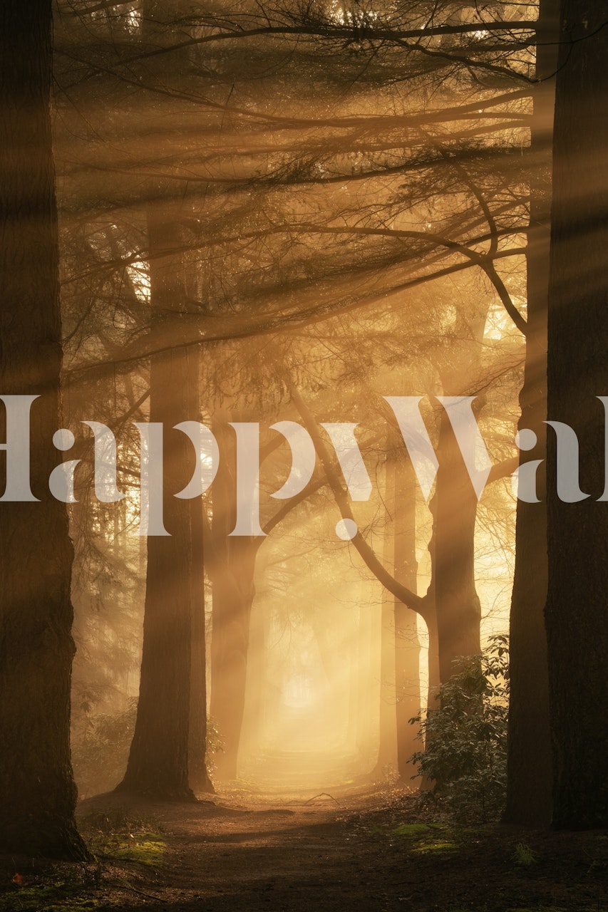 Wallpaper of a misty forest at dawn