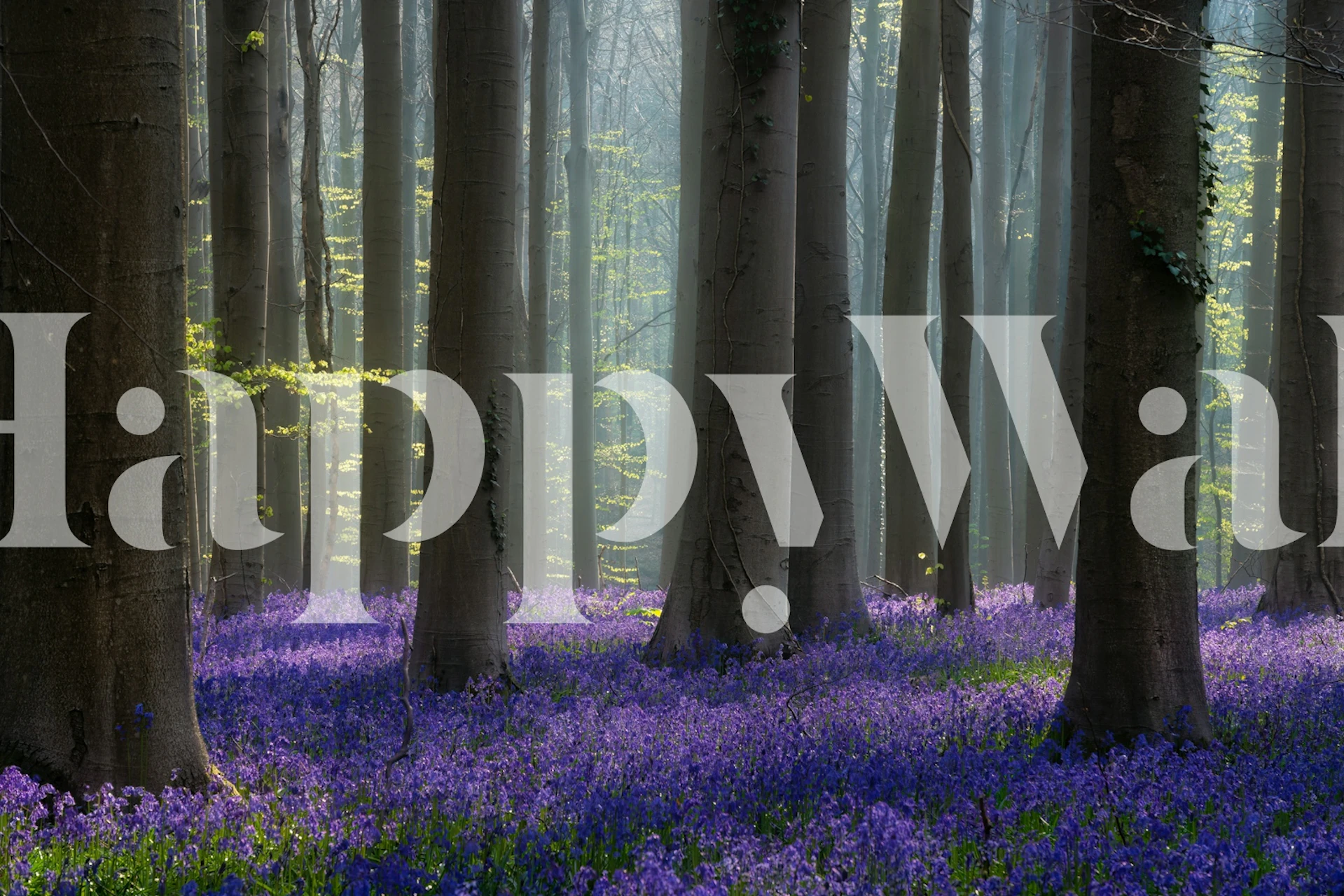 Purple bluebell flowers in a misty forest wallpaper