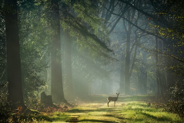 Deer in a Dutch forest