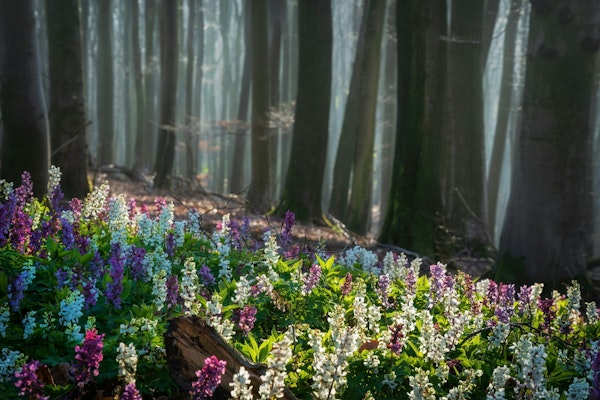 In the light of spring