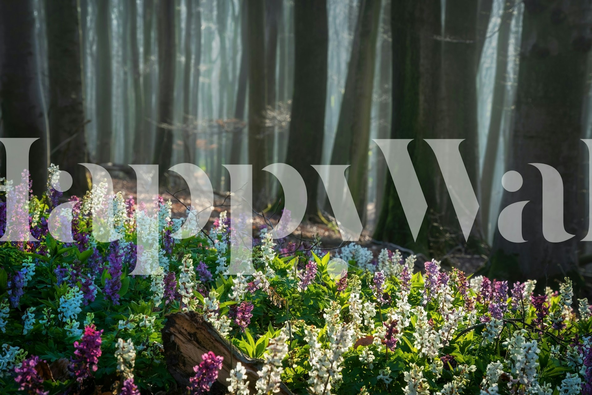 Colorful flowers blooming in a misty forest setting wallpaper