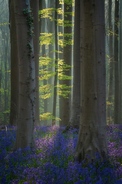 Τοιχογραφία