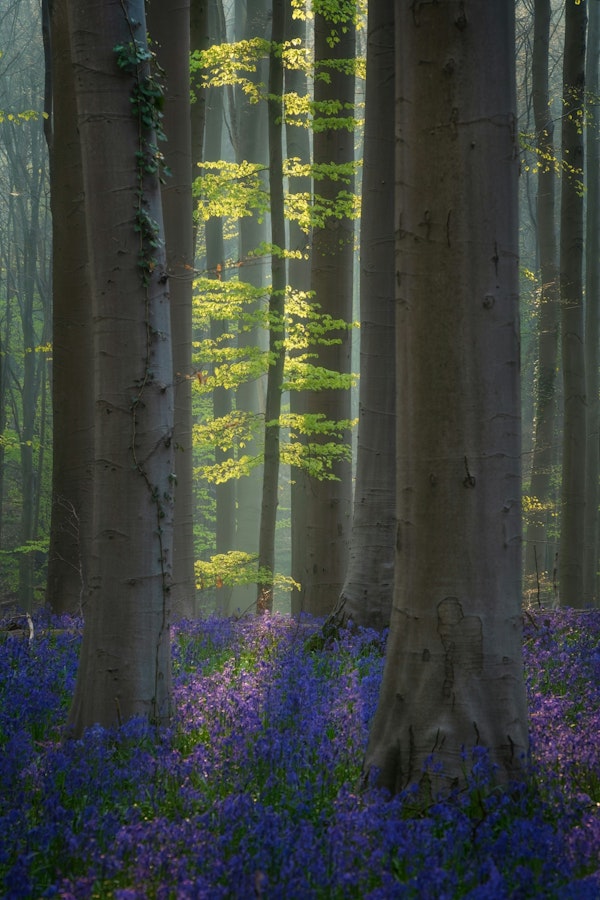 Spring in green and blue