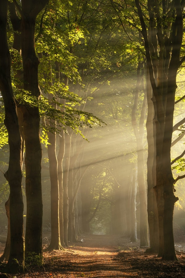 Magical sunrays in the forest