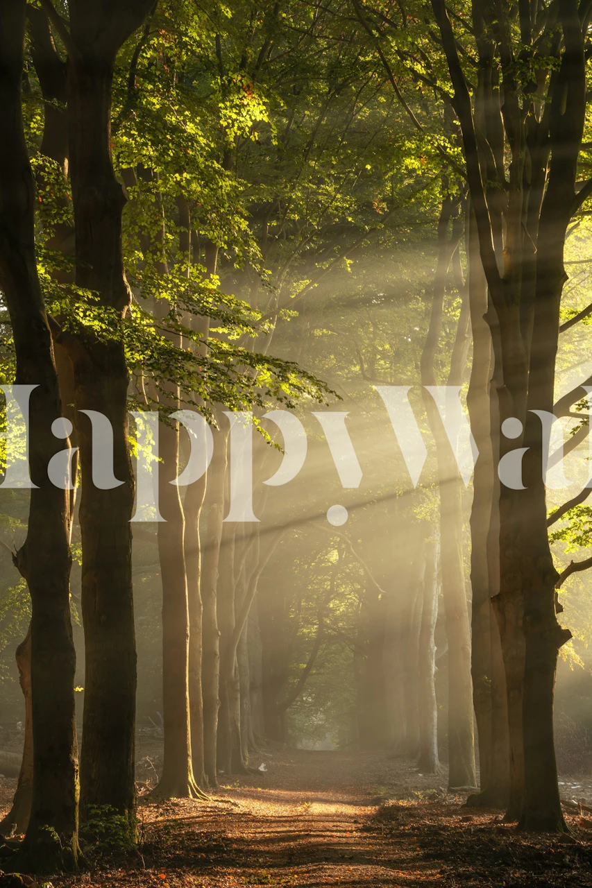 Magical sunrays filtering through a forest