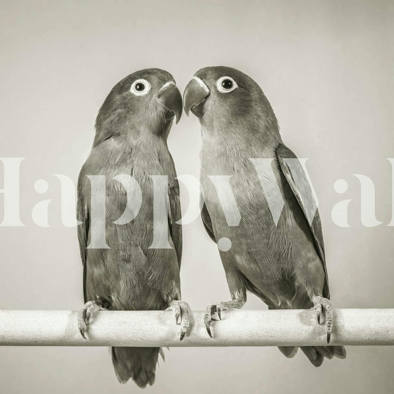 Two kissing birds in black and white wallpaper