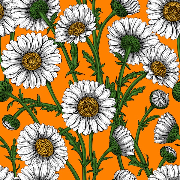 Daisies on orange