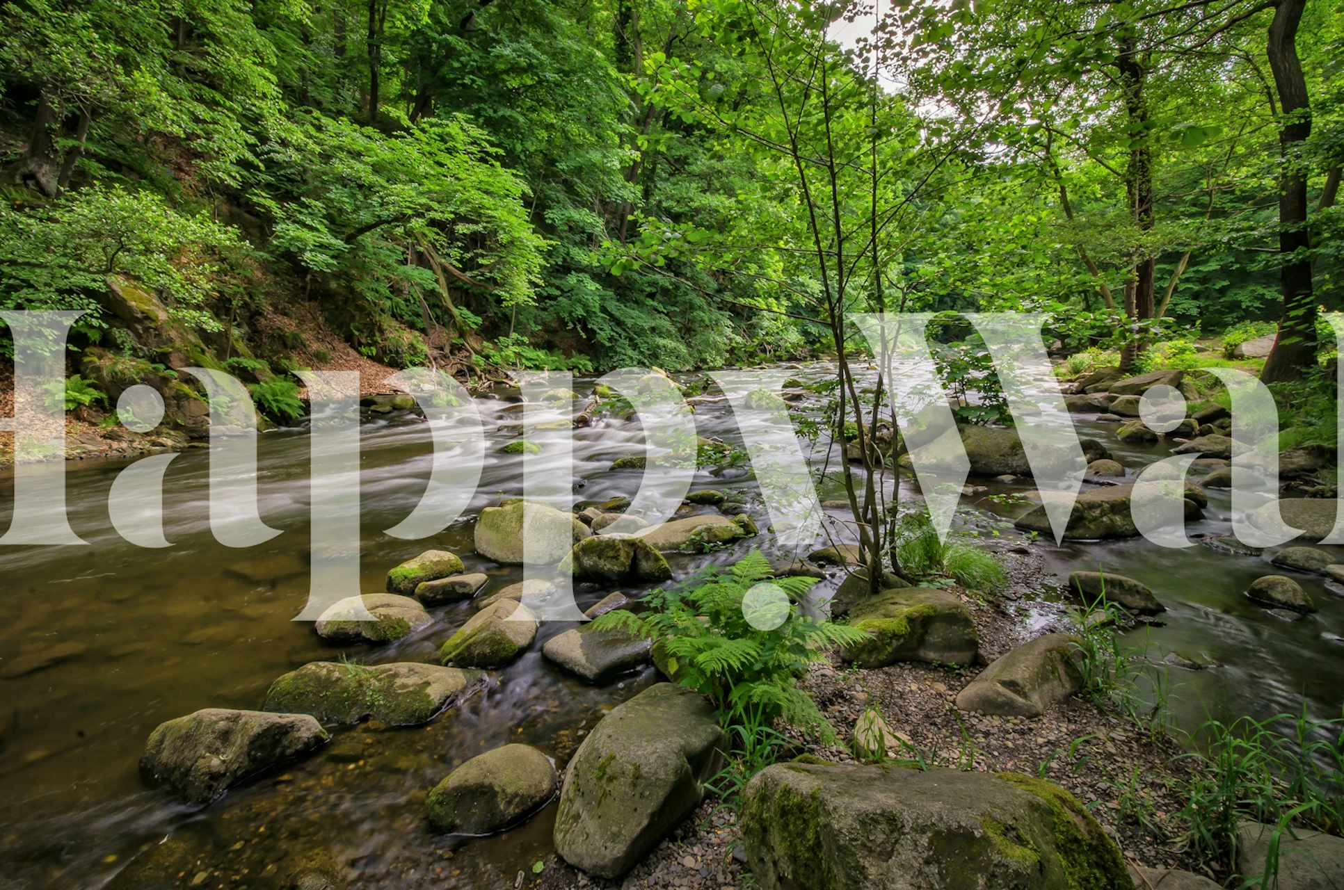 Springtime forest scene wall mural with a stream and lush greenery