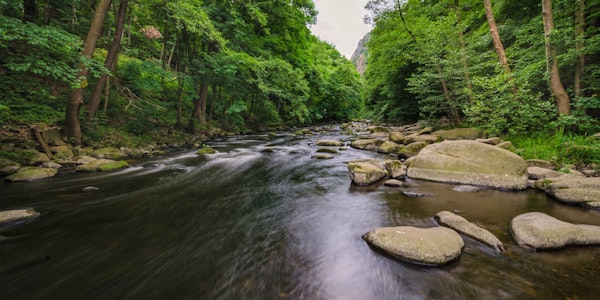 German Spring Forest