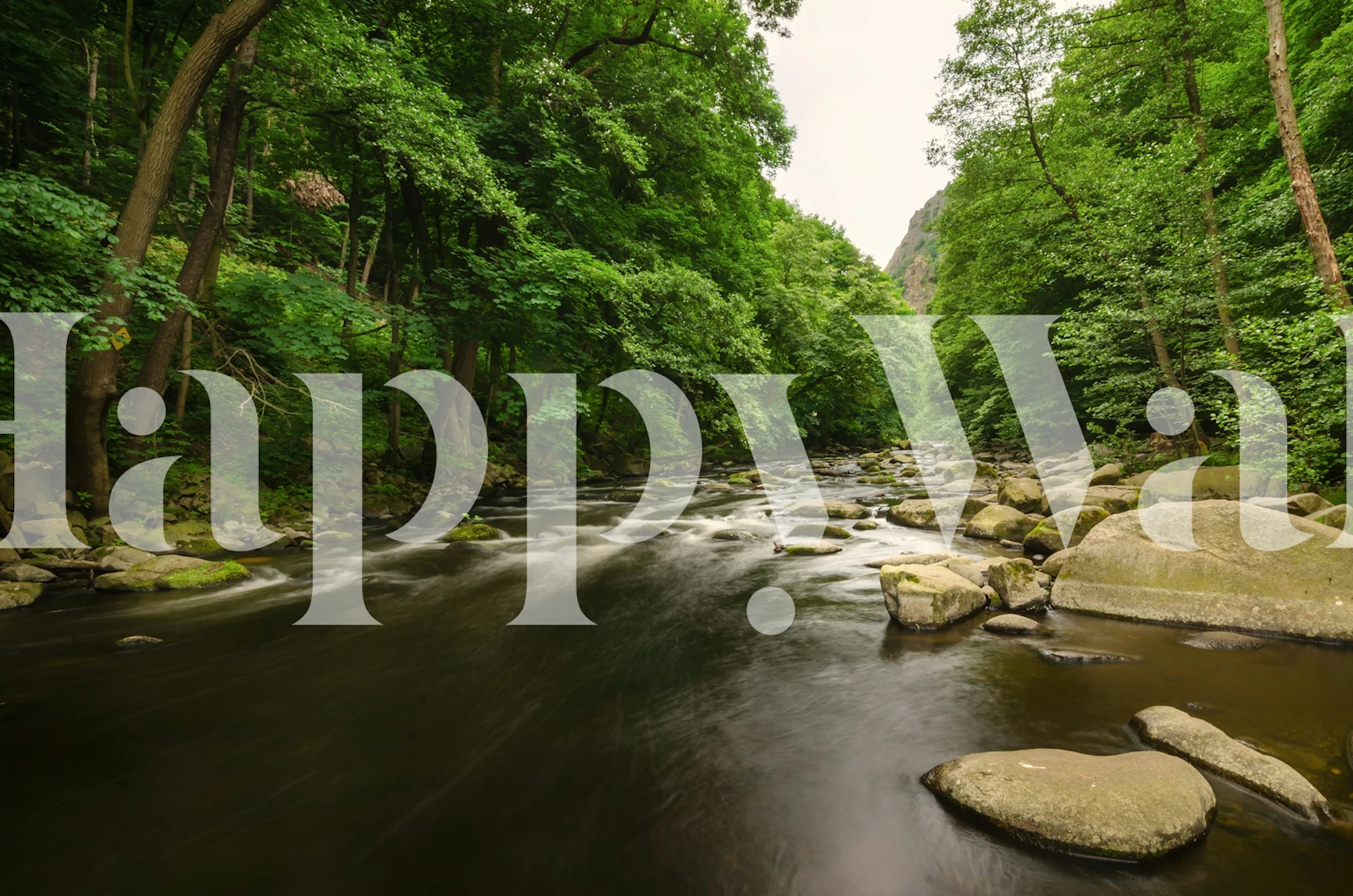 Lush green forest with flowing river and rocks wallpaper