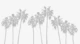 Tropical Palms Vibe 3
