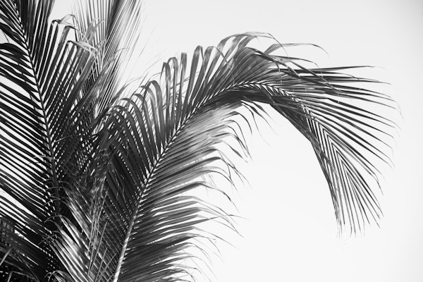 Caribbean Palm Leaves 2