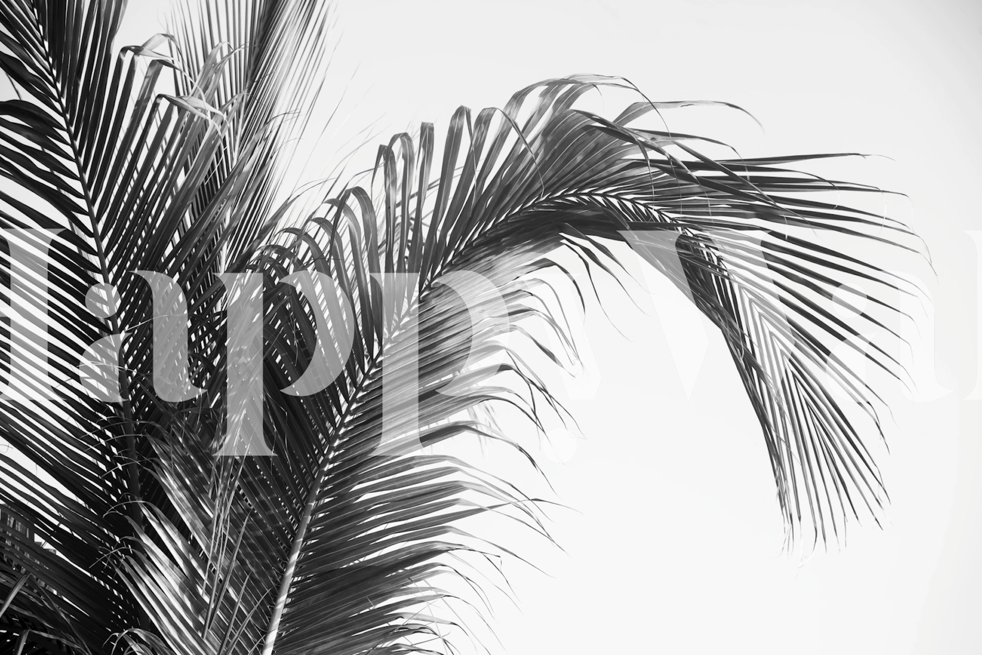Tropical palm leaves in black and white wallpaper