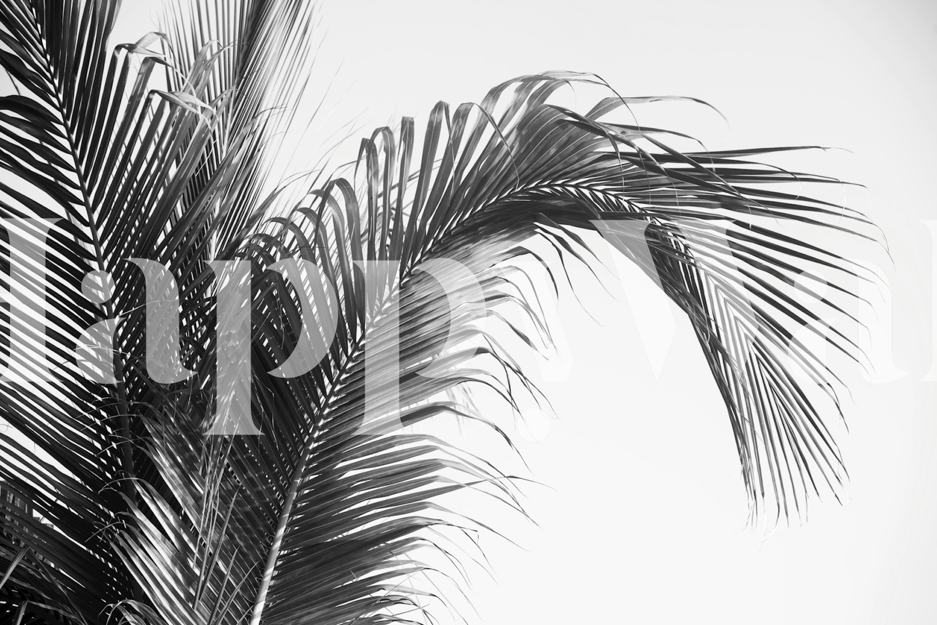 Tropical palm leaves in black and white wallpaper