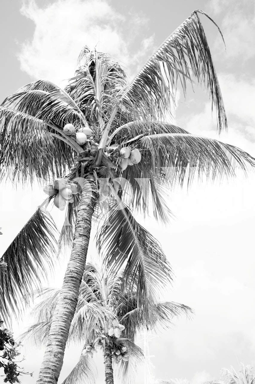 Vintage summer palm wallpaper in a room