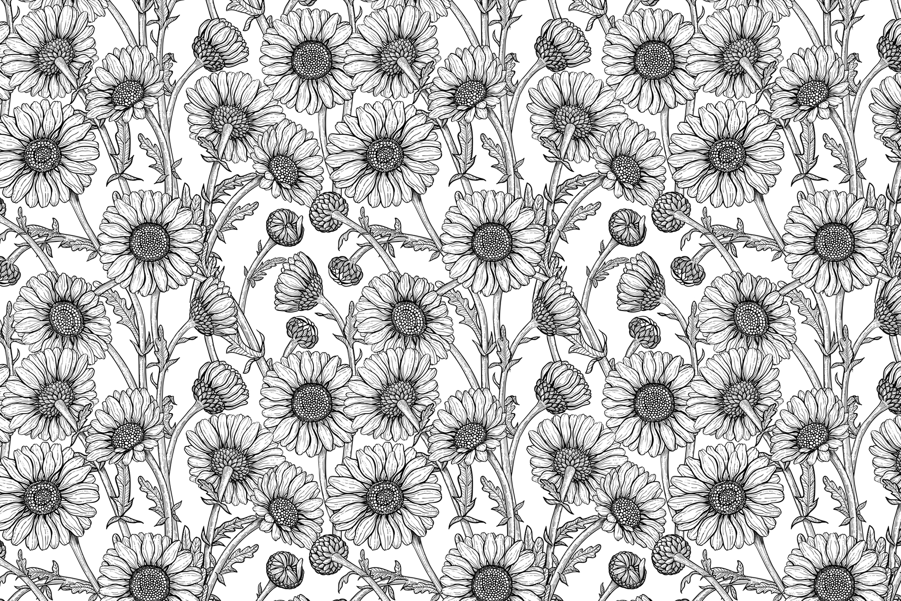 Daisies black and white wallpaper Happywall