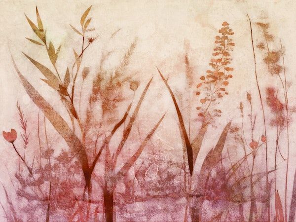 Peach Meadow Flowers