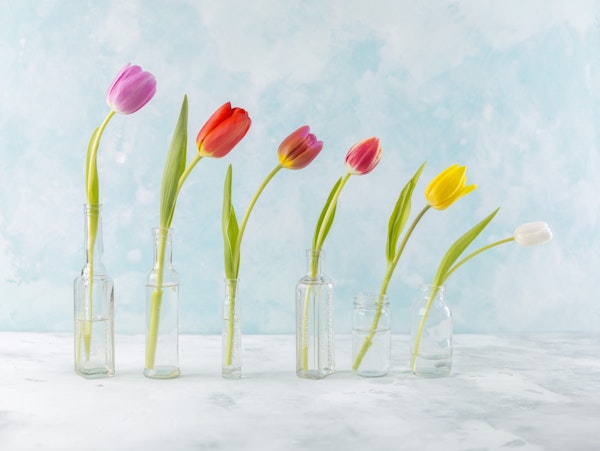 Glass Encased Tulips