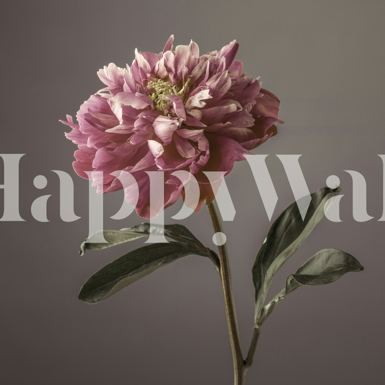 Single large pink peony flower with leaves wallpaper