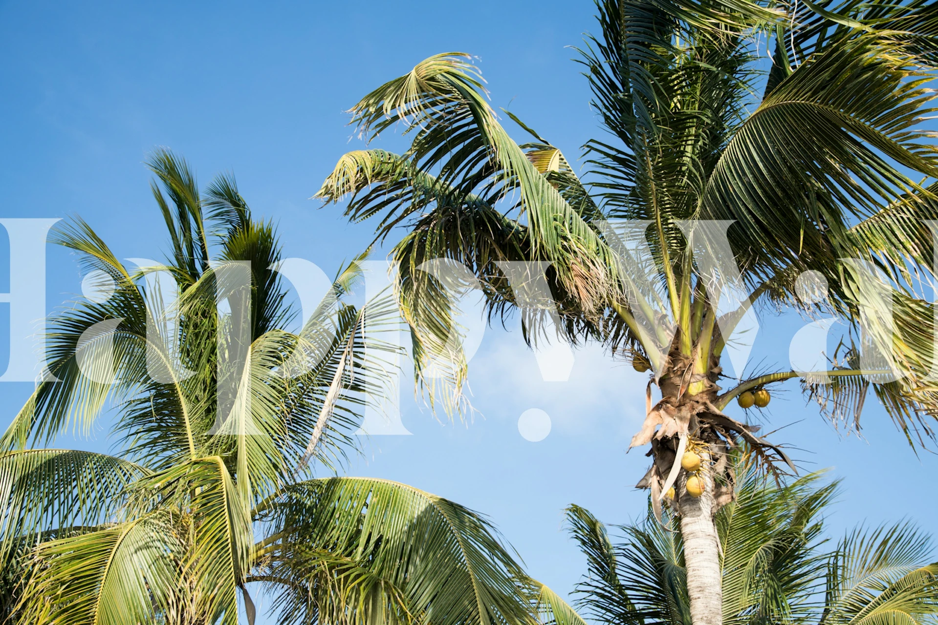 Fotomural de Palmeras del Caribe con palmeras altas y un fondo de cielo azul.