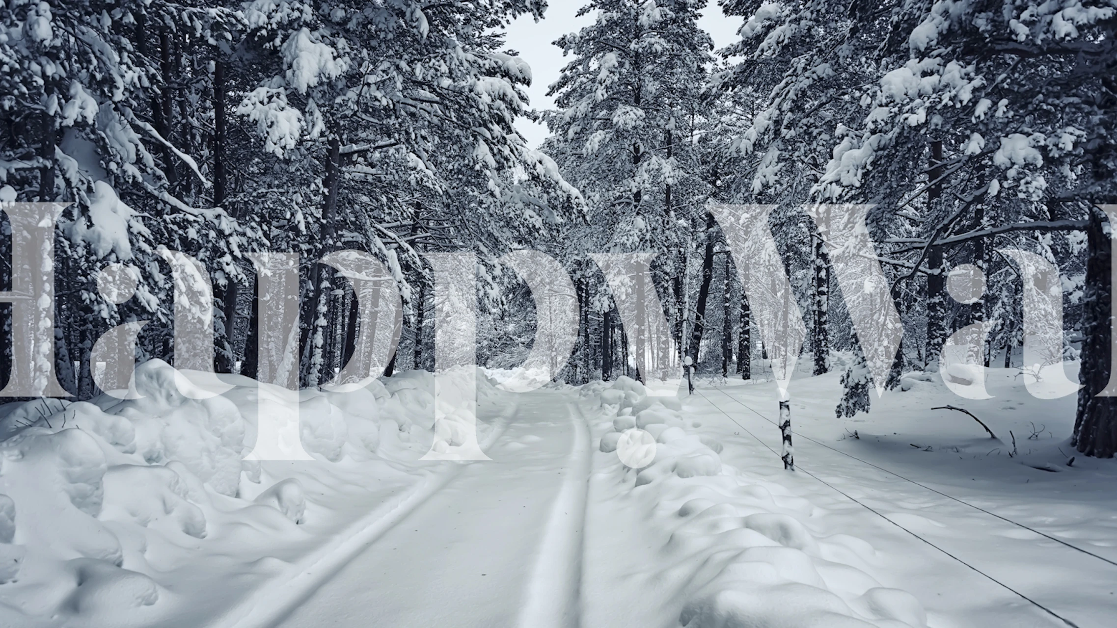 Snowy forest path with snow-covered trees and ground wallpaper