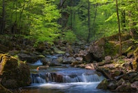 Springtime Spellbound Rapids papel de parede