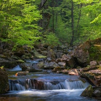 Springtime Spellbound Rapids tapete