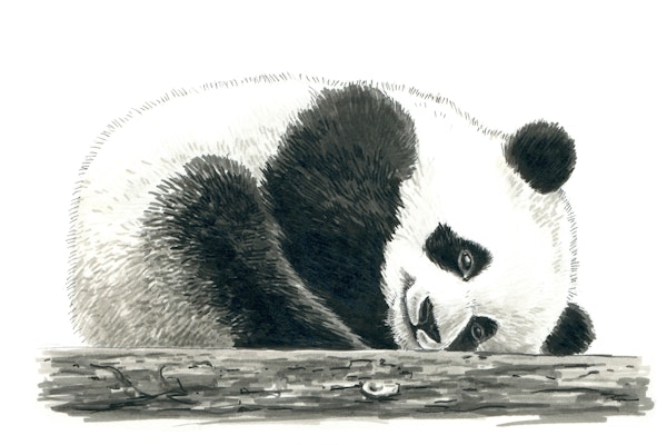 Panda bear