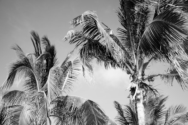 Caribbean Palms 4
