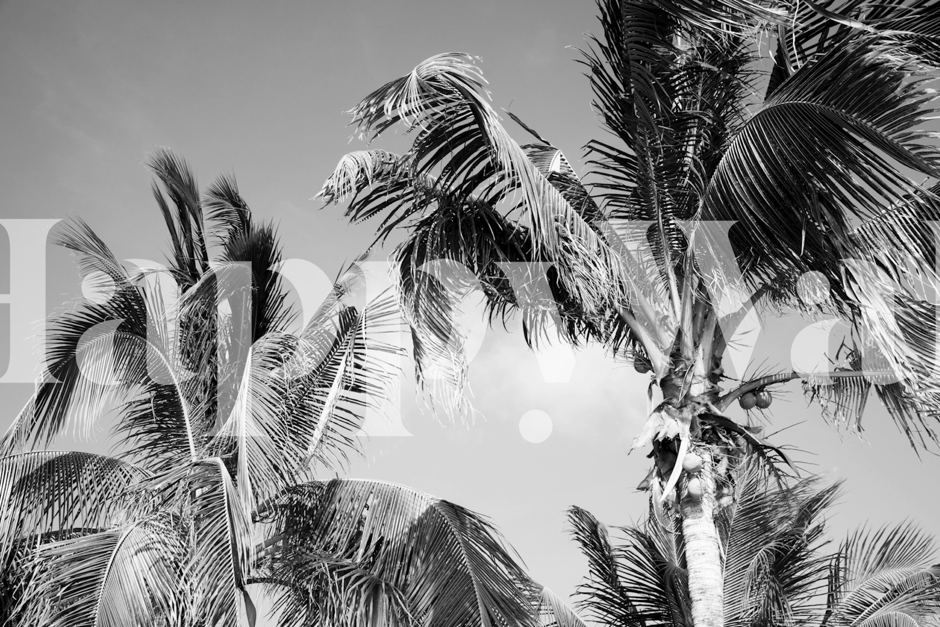 Black and white wall mural depicting Caribbean palm trees
