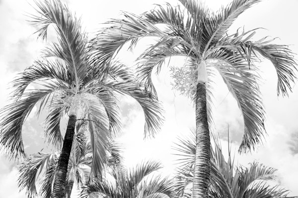 Summer Paradise Palms 3