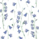 Bluebells on white