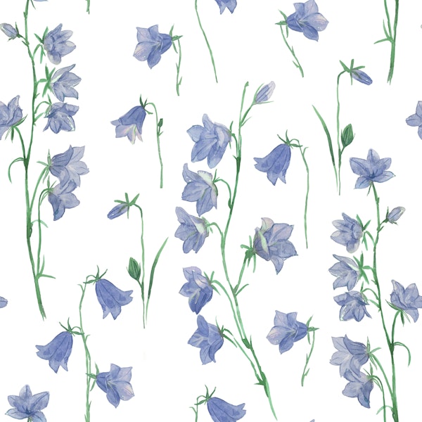Bluebells on white