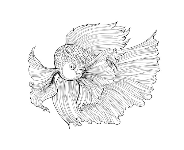 Siamese fighting fish