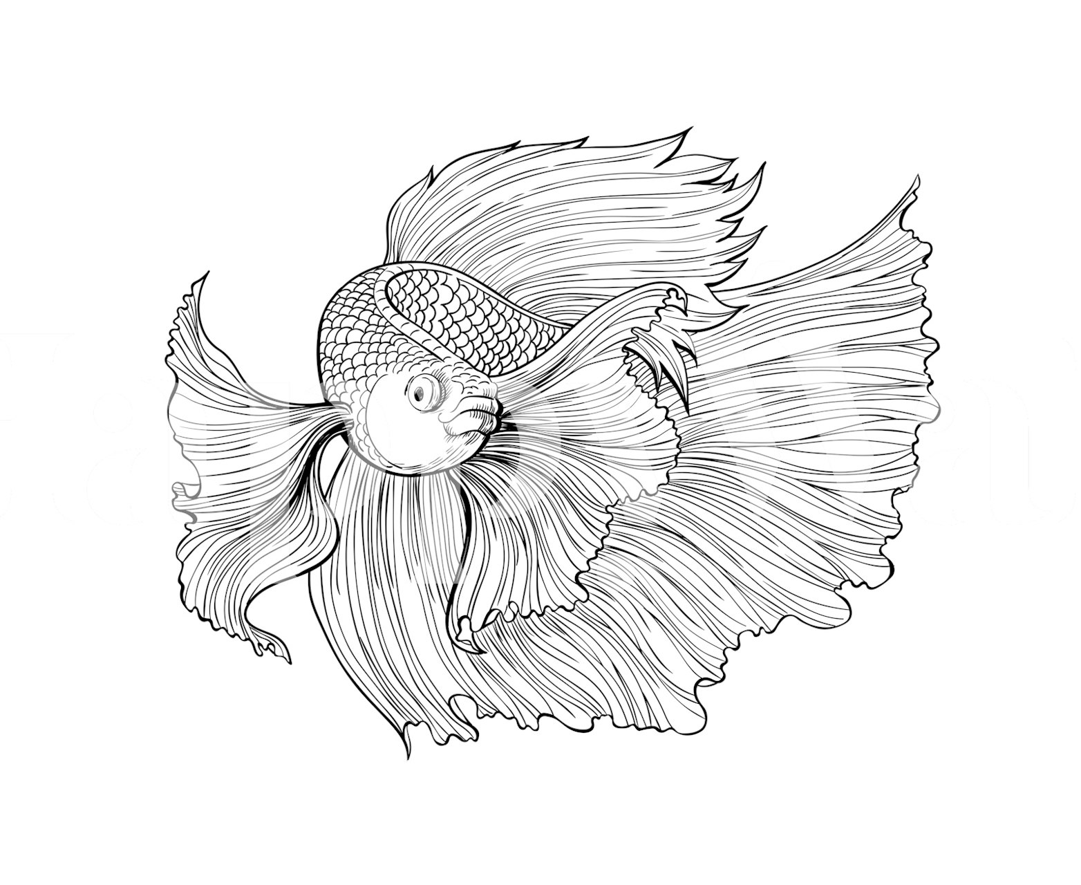 Design della carta da parati Siamese fighting fish