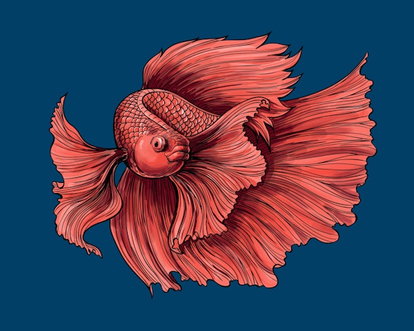 Siamese fighting fish 2