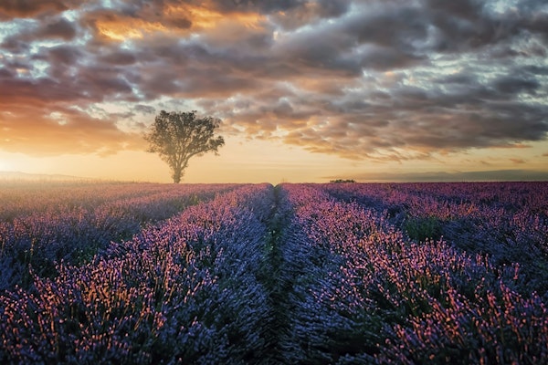 Lavender Field in the evening