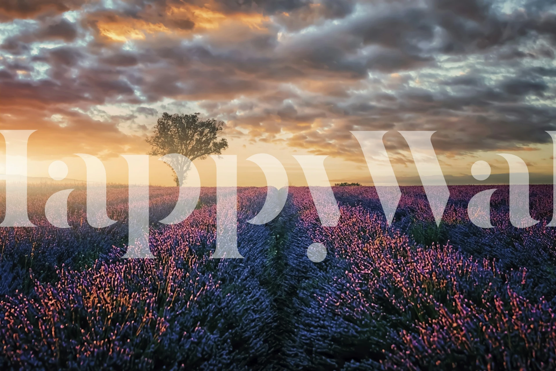 Solnedgang over lavendelfelt, rolig lilla landskapsscene