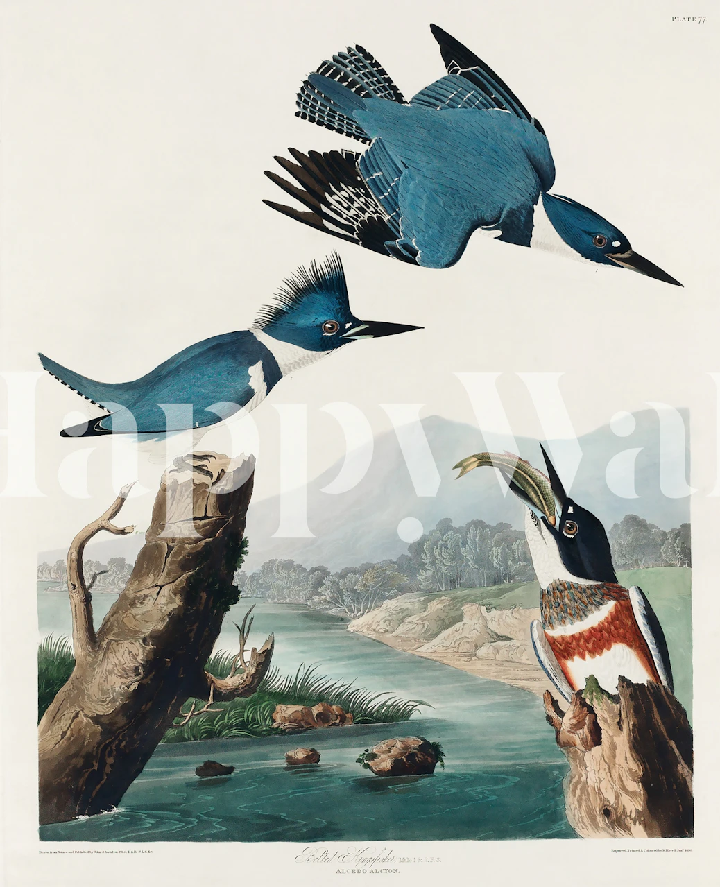 Antique Belted Kingfisher wallpaper in room