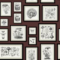 Vintage Framed Mushrooms - Red Madder tapet