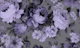 Nostalgic Flower Garden Cottagecore Purple