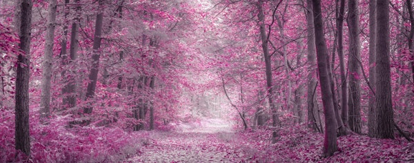 Pink Forest Pathway