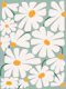 Daisy Fresh