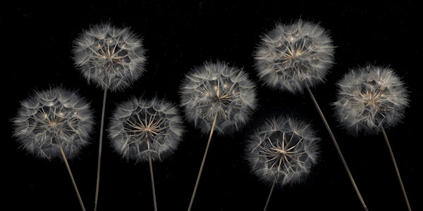 Dandelion flowers